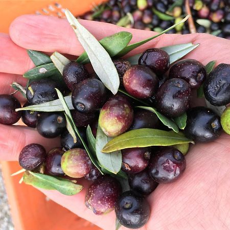 סן ג'ימיניאנו Tenuta Guardastelle - Agriturismo And Vineyard מראה חיצוני תמונה
