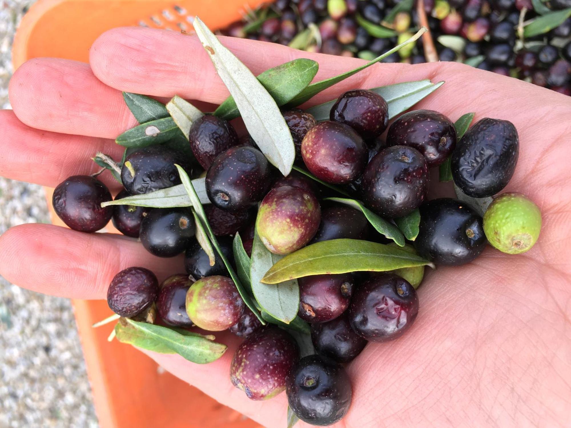 סן ג'ימיניאנו Tenuta Guardastelle - Agriturismo And Vineyard מראה חיצוני תמונה