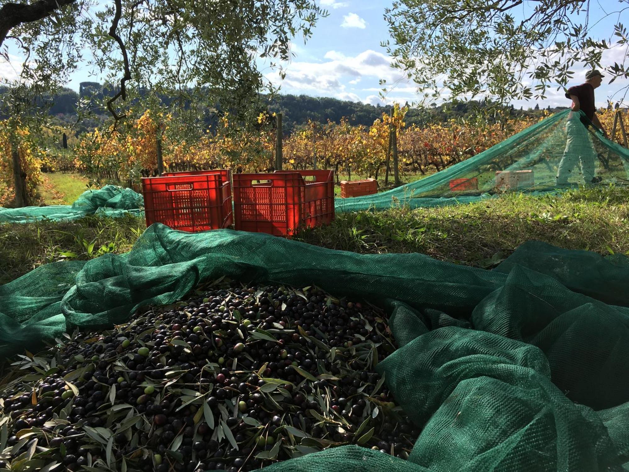 סן ג'ימיניאנו Tenuta Guardastelle - Agriturismo And Vineyard מראה חיצוני תמונה