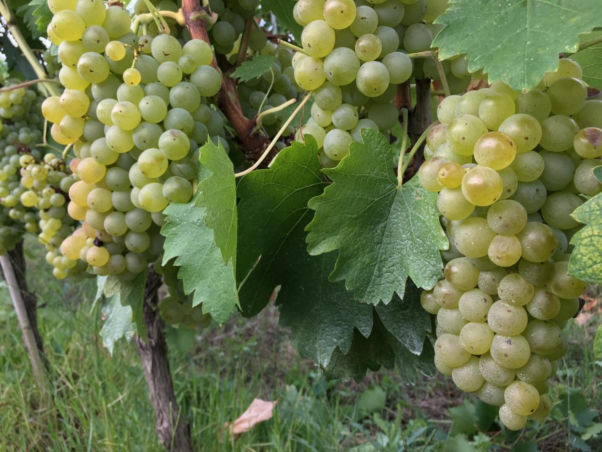 סן ג'ימיניאנו Tenuta Guardastelle - Agriturismo And Vineyard מראה חיצוני תמונה